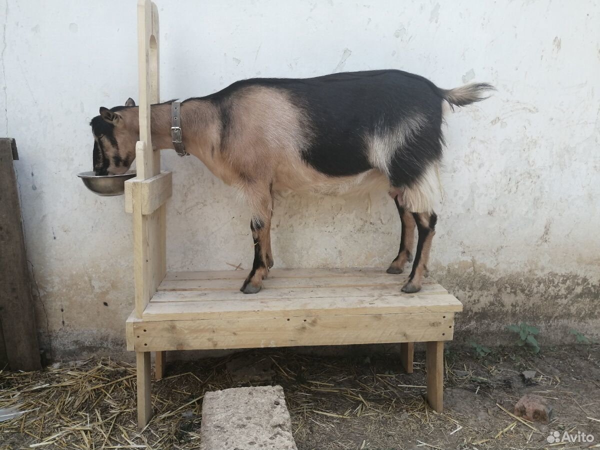 Станок для дойки коз купить на Зозу.ру - фотография № 2