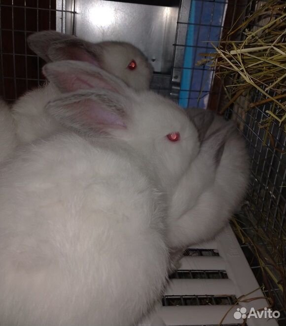 Кролики крольчата Калифорнийские купить на Зозу.ру - фотография № 5