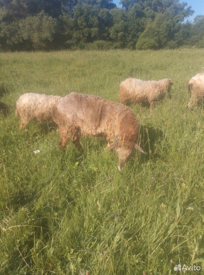 Продаются животные козы телка овцы купить на Зозу.ру - фотография № 7
