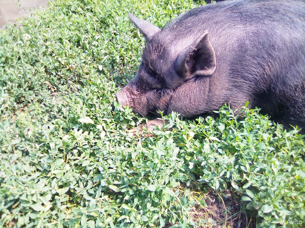 Ветнамская свинья купить на Зозу.ру - фотография № 2
