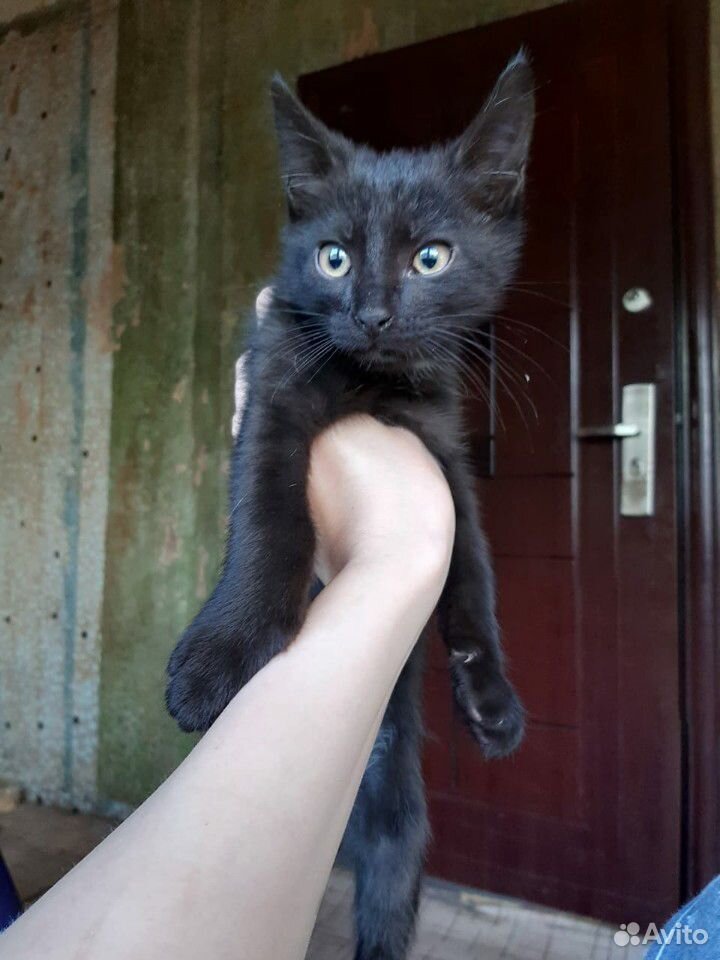 Котенок купить на Зозу.ру - фотография № 3