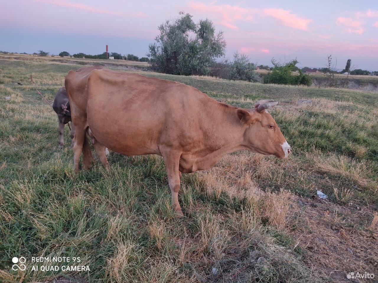Корова и телка купить на Зозу.ру - фотография № 4