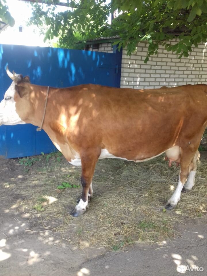 Продаётся корова купить на Зозу.ру - фотография № 3