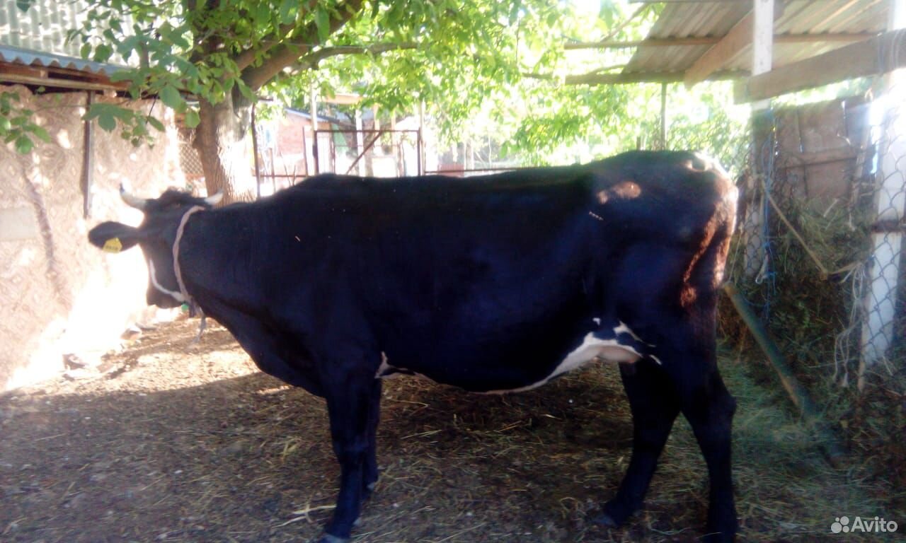 Продается корова на мясо купить на Зозу.ру - фотография № 1