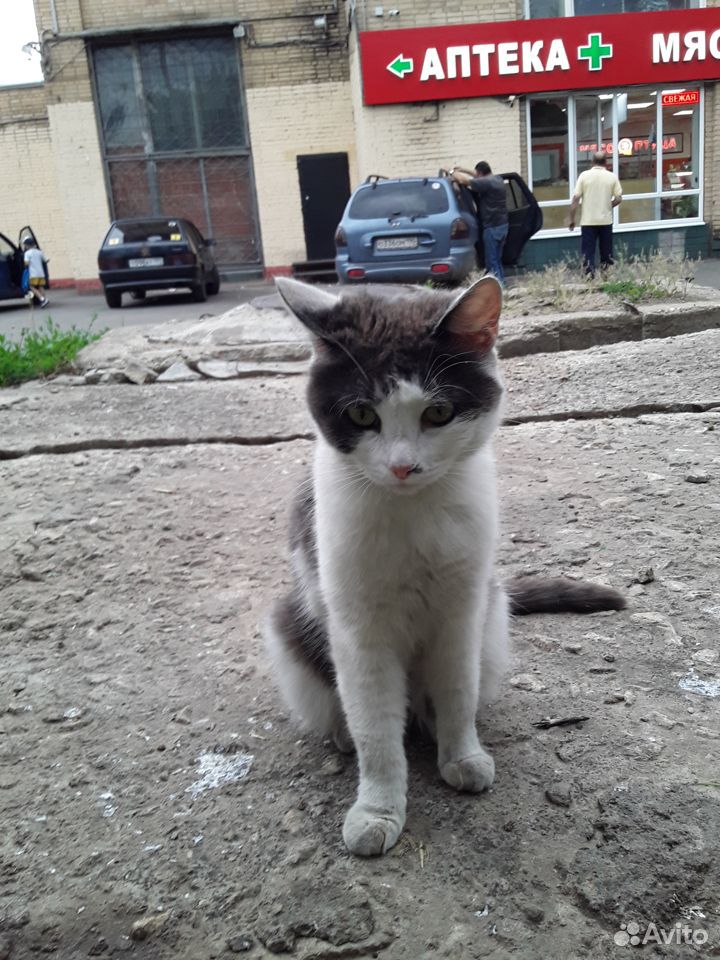 Кошка-потеряшка ждёт хозяев купить на Зозу.ру - фотография № 1