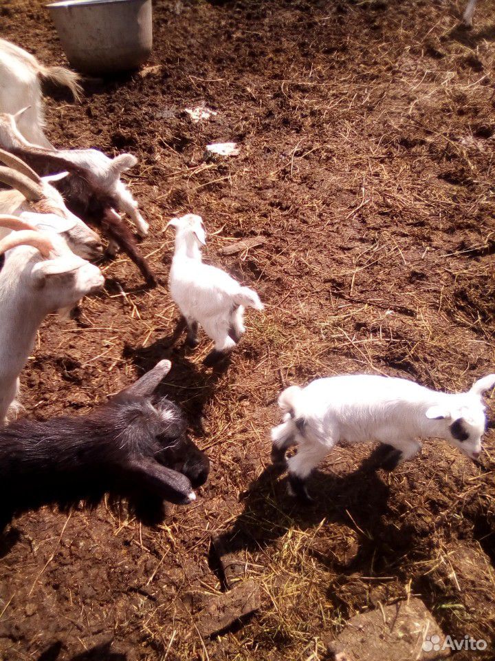 Козочки молодые,козлята,коза, козел купить на Зозу.ру - фотография № 1