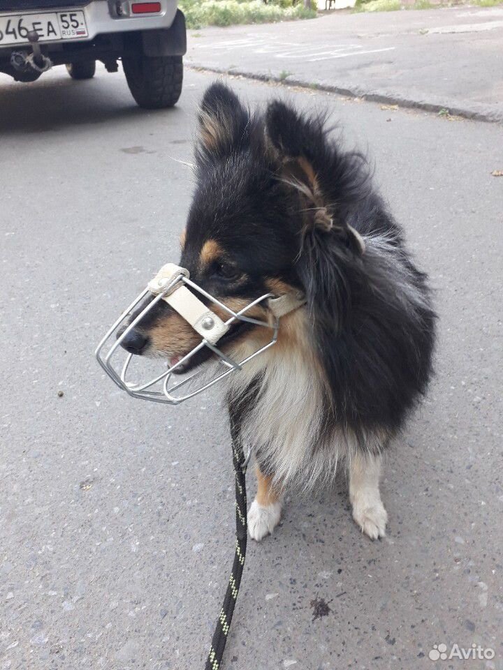 Намордник для собаки купить на Зозу.ру - фотография № 4