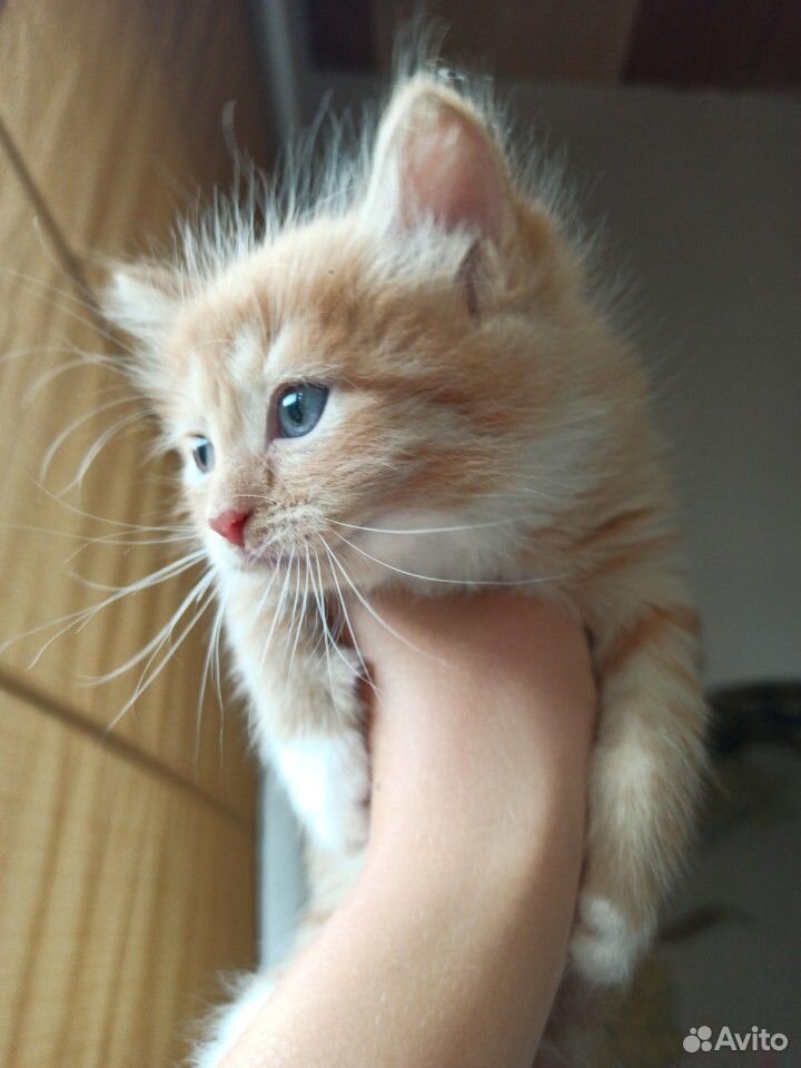 Чудесный пушистый котенок купить на Зозу.ру - фотография № 10