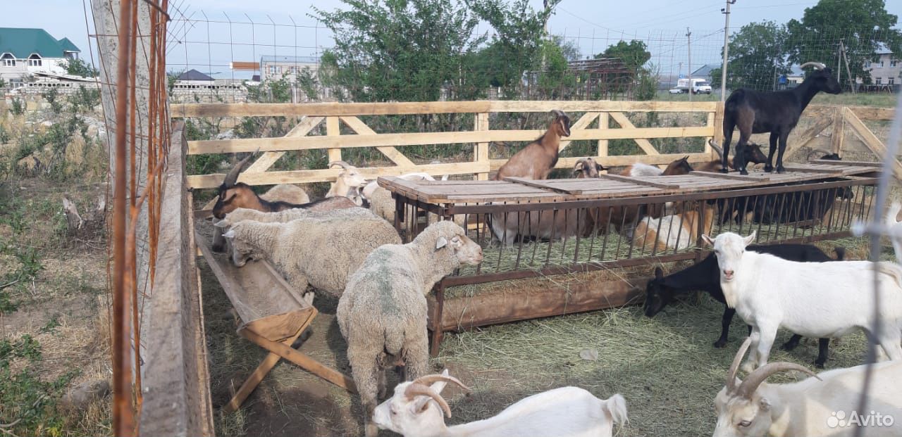 Овцы козы купить на Зозу.ру - фотография № 4