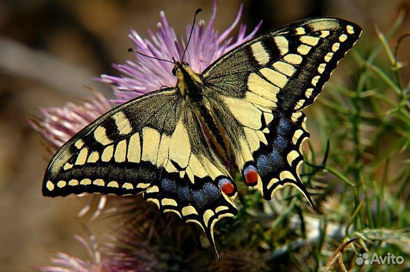 Куколки живых бабочек Papilio palinurus купить на Зозу.ру - фотография № 7