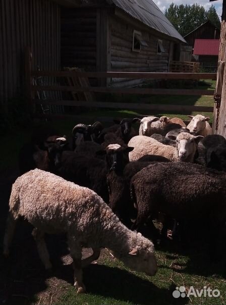 Овцы оптом купить на Зозу.ру - фотография № 3