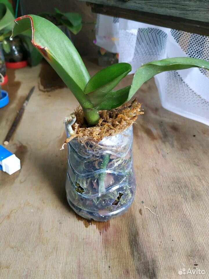 Орхидея фаленопсис Олу купить на Зозу.ру - фотография № 2