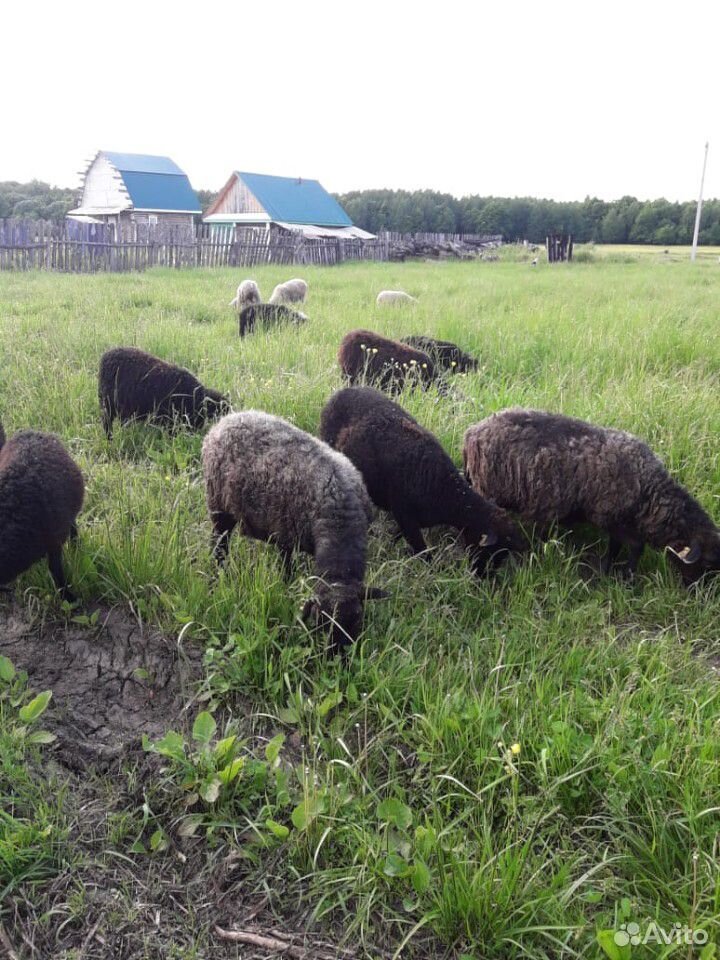Овцы, молодки купить на Зозу.ру - фотография № 3
