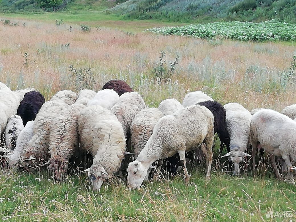 Продам овцы купить на Зозу.ру - фотография № 1