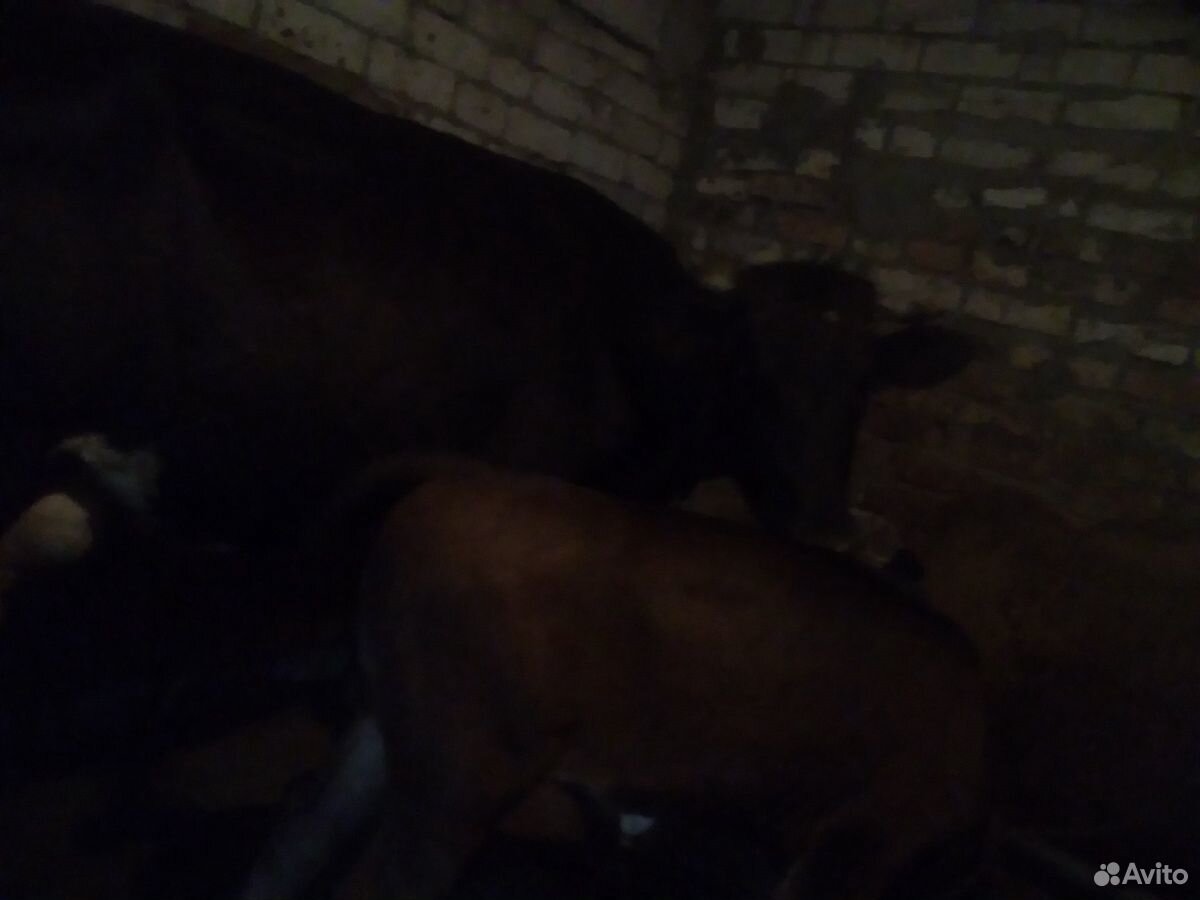 Продаётся корова и бычок 3 месяца корове 3 года по купить на Зозу.ру - фотография № 6