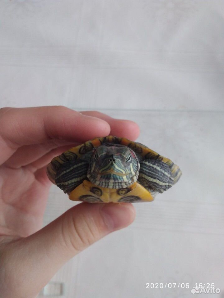 Черепаха красноухая+ аквариум купить на Зозу.ру - фотография № 4