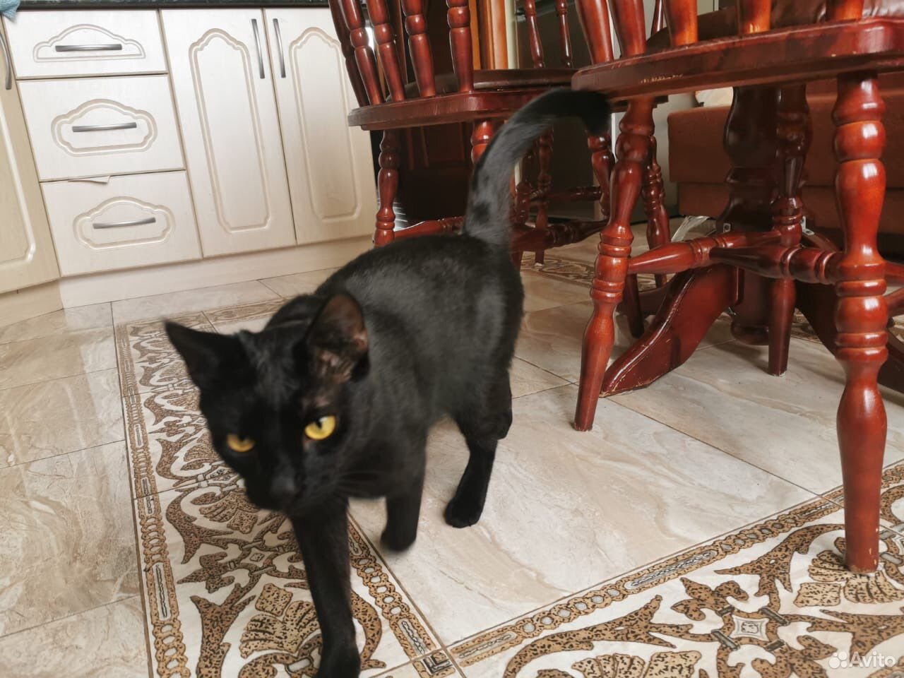 Кот «чёрный бриллиант» купить на Зозу.ру - фотография № 3