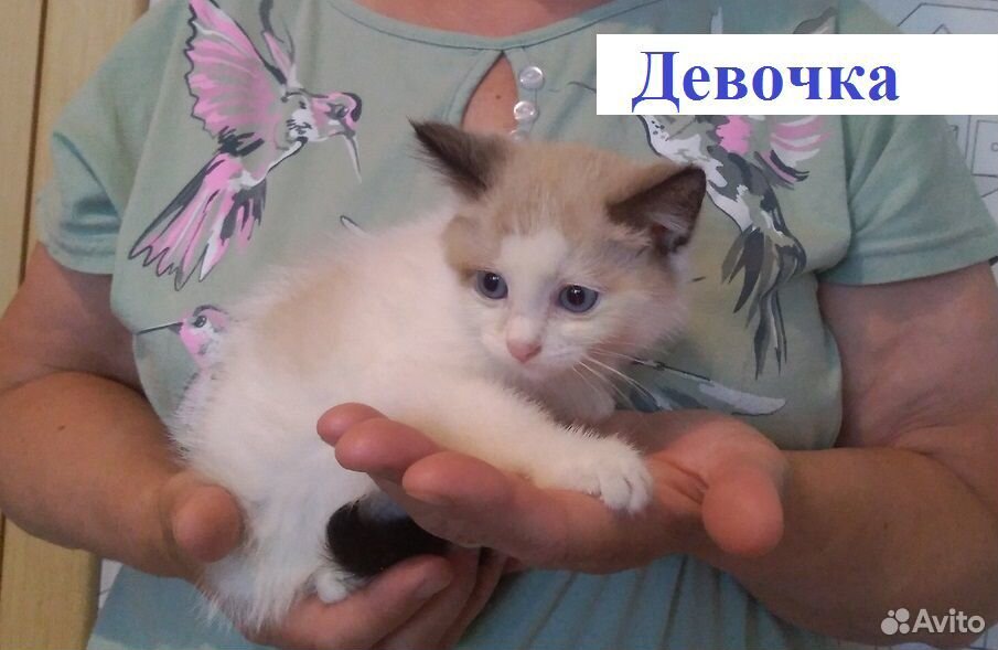 Милые котята ищут дом купить на Зозу.ру - фотография № 4
