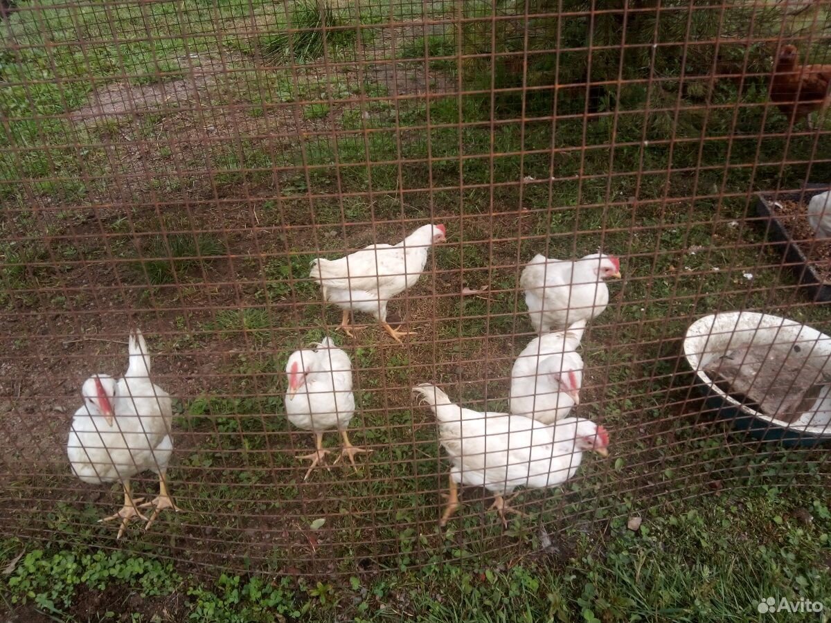 Цыплята яичной породы Ломан классик купить на Зозу.ру - фотография № 2
