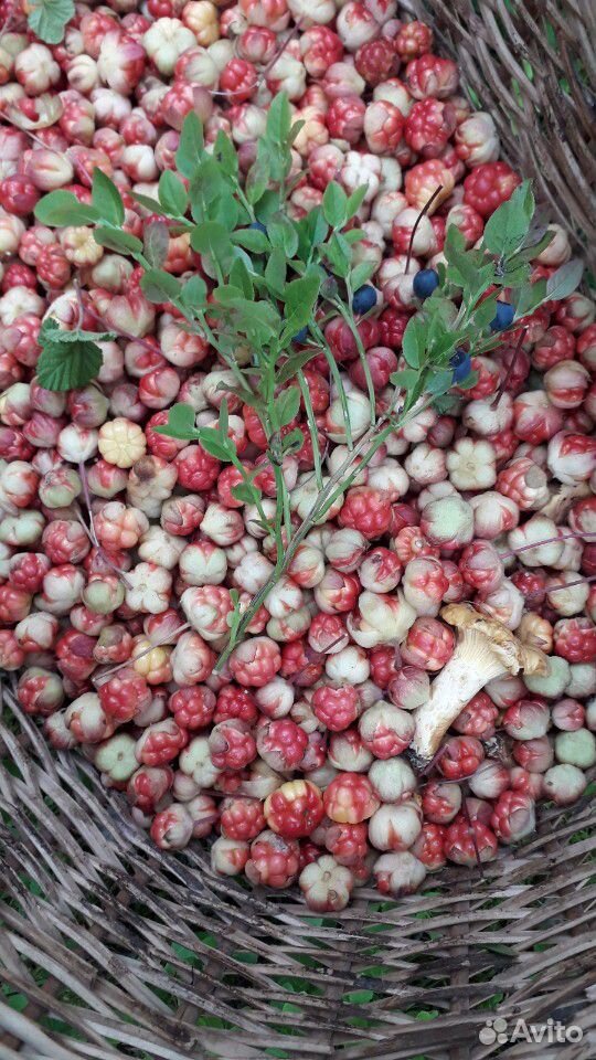 Продажа ягод купить на Зозу.ру - фотография № 1
