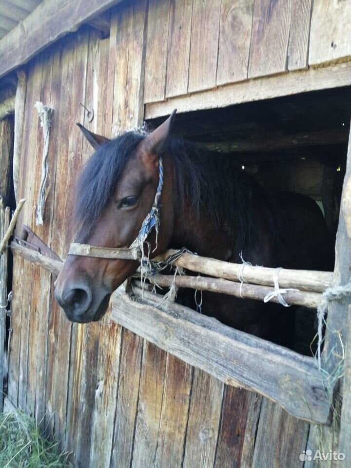 Продается лошадь купить на Зозу.ру - фотография № 1