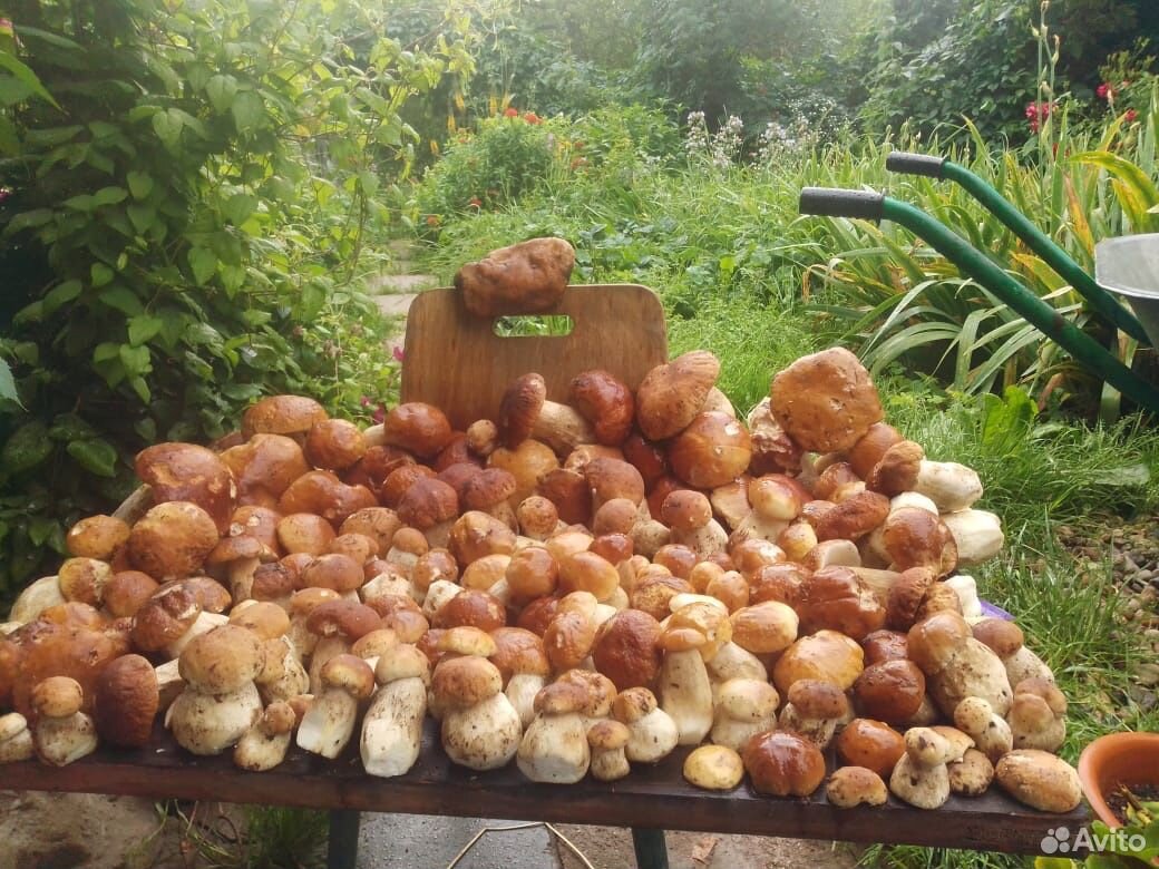 Белые грибы купить на Зозу.ру - фотография № 1