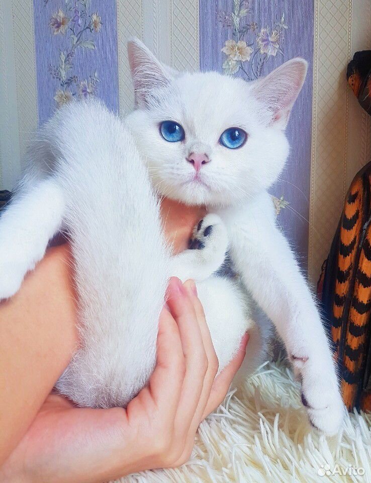 Великолепный плюшевый котик с сапфировыми глазами купить на Зозу.ру - фотография № 3