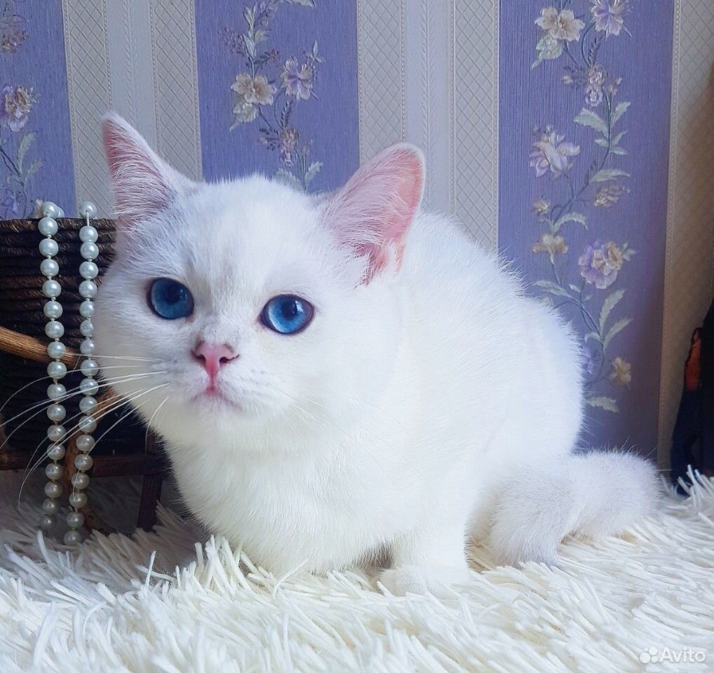 Великолепный плюшевый котик с сапфировыми глазами купить на Зозу.ру - фотография № 8