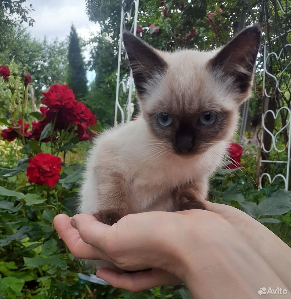 Кошка сиамская купить на Зозу.ру - фотография № 2