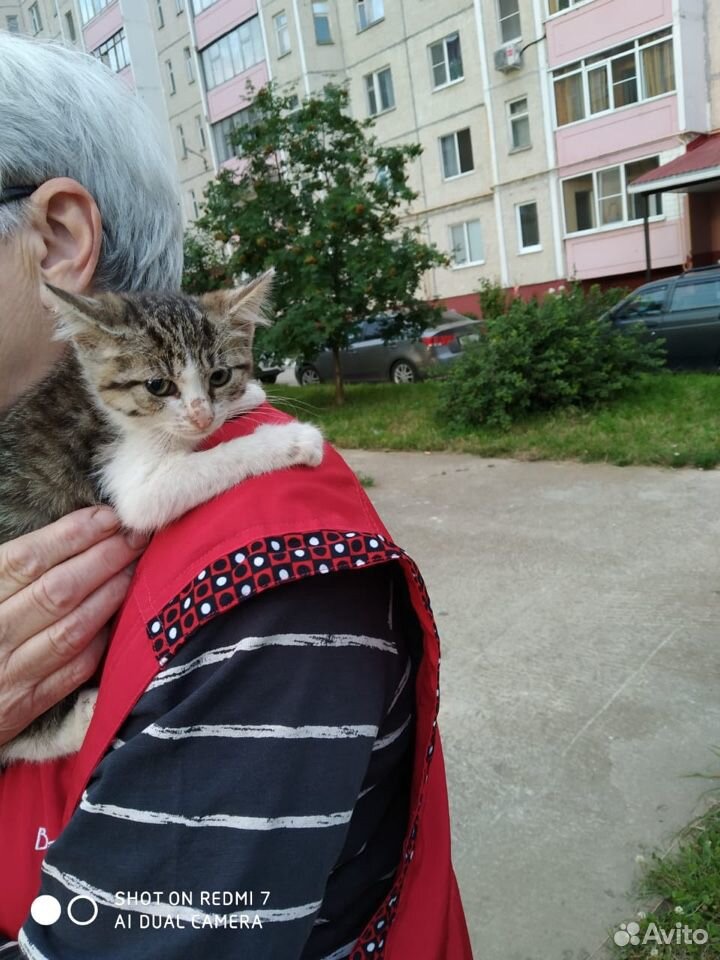 Котятам нужен дом или передержка купить на Зозу.ру - фотография № 4