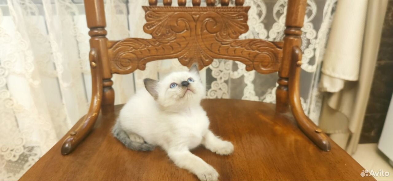 Тайские котята купить на Зозу.ру - фотография № 4