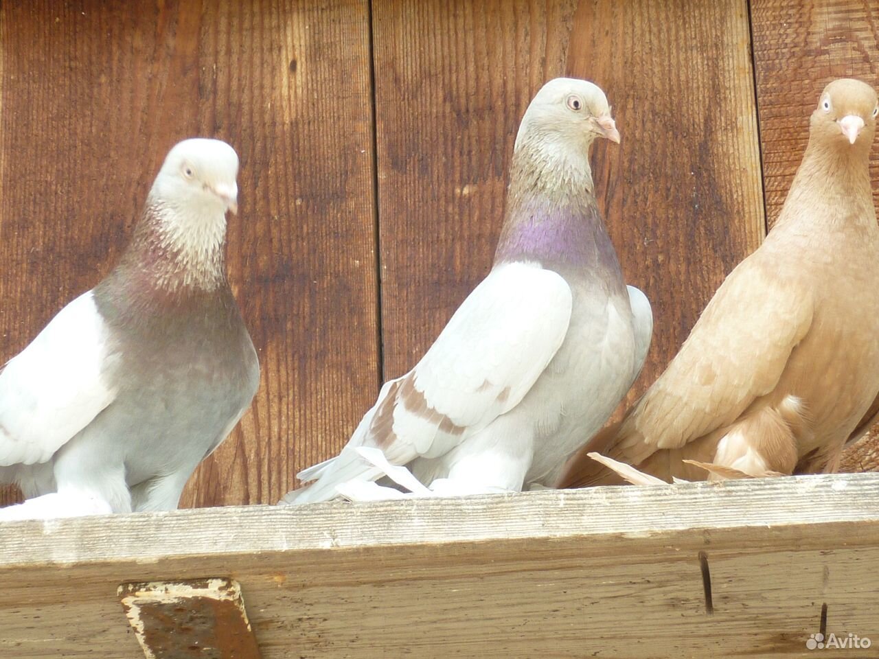 Бойные голуби купить на Зозу.ру - фотография № 1