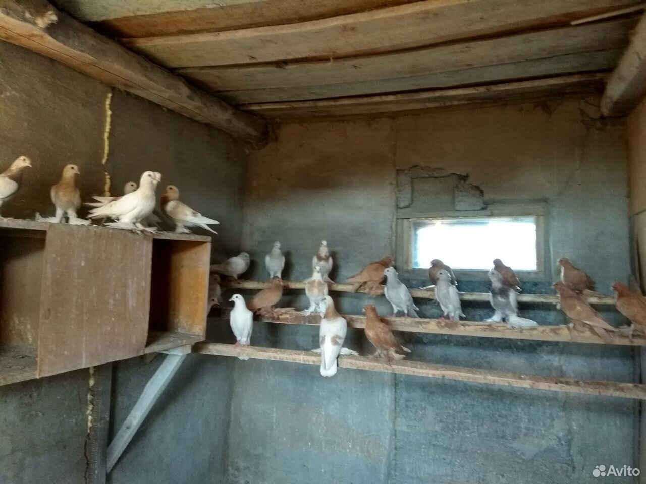 Бойные голуби купить на Зозу.ру - фотография № 6
