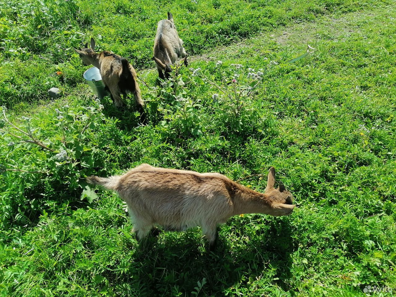 Козёл, коза, козлята купить на Зозу.ру - фотография № 3
