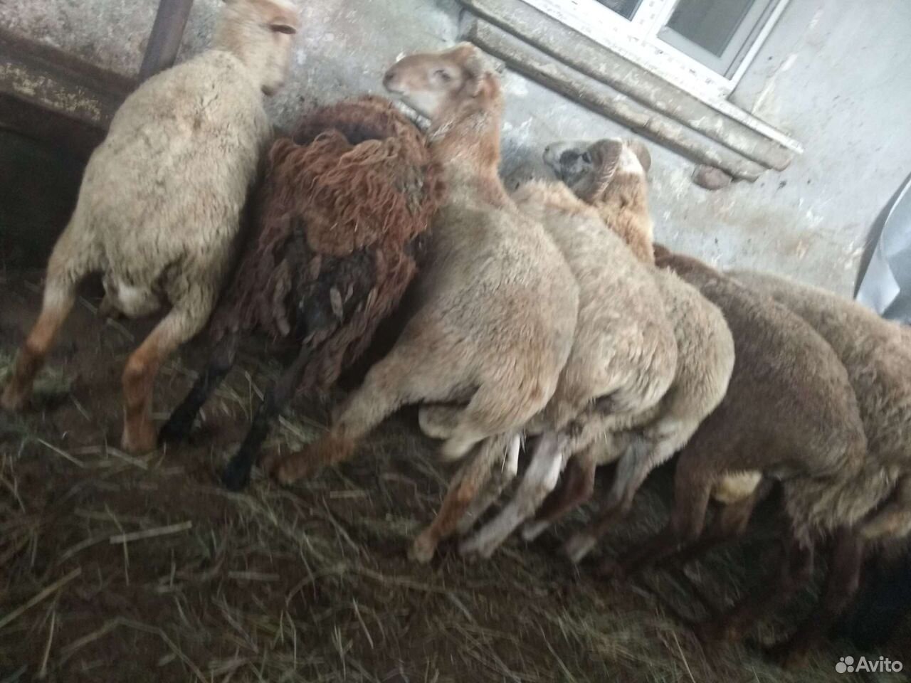 Баран-овцы купить на Зозу.ру - фотография № 9