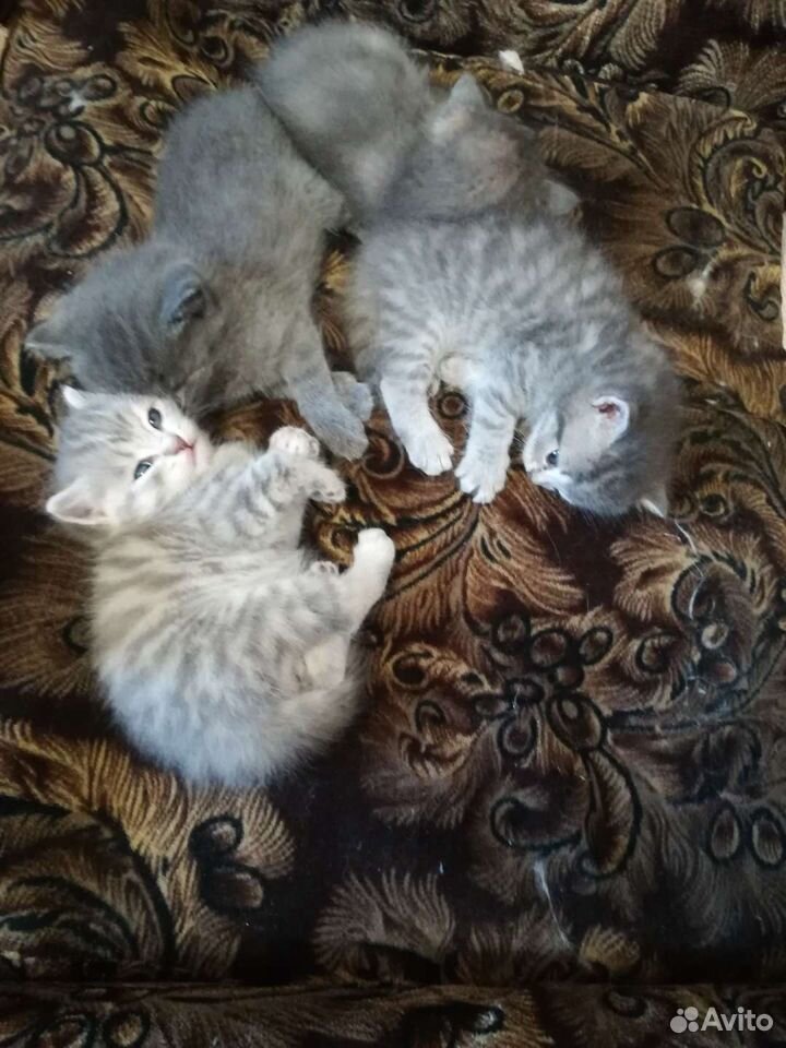 Котята сибирские купить на Зозу.ру - фотография № 2