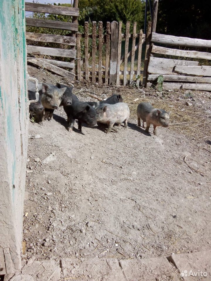 Поросята Вьетнамской вислобрюхой свиньи купить на Зозу.ру - фотография № 3