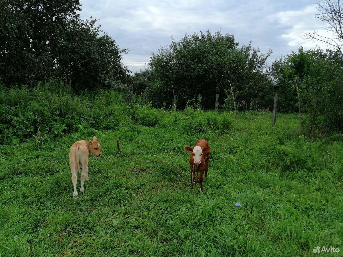 Продаю 2-х коров, 2-х телят в возрасте 1 месяц купить на Зозу.ру - фотография № 2