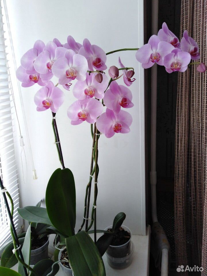 Орхидея купить на Зозу.ру - фотография № 4