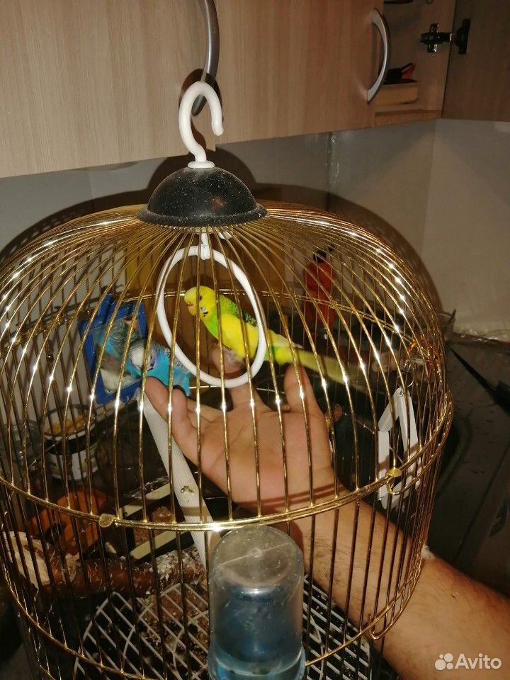 Попугаи купить на Зозу.ру - фотография № 1