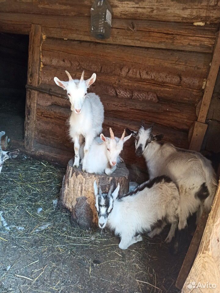 Молодые коза и козлы (возраст полгода) купить на Зозу.ру - фотография № 3