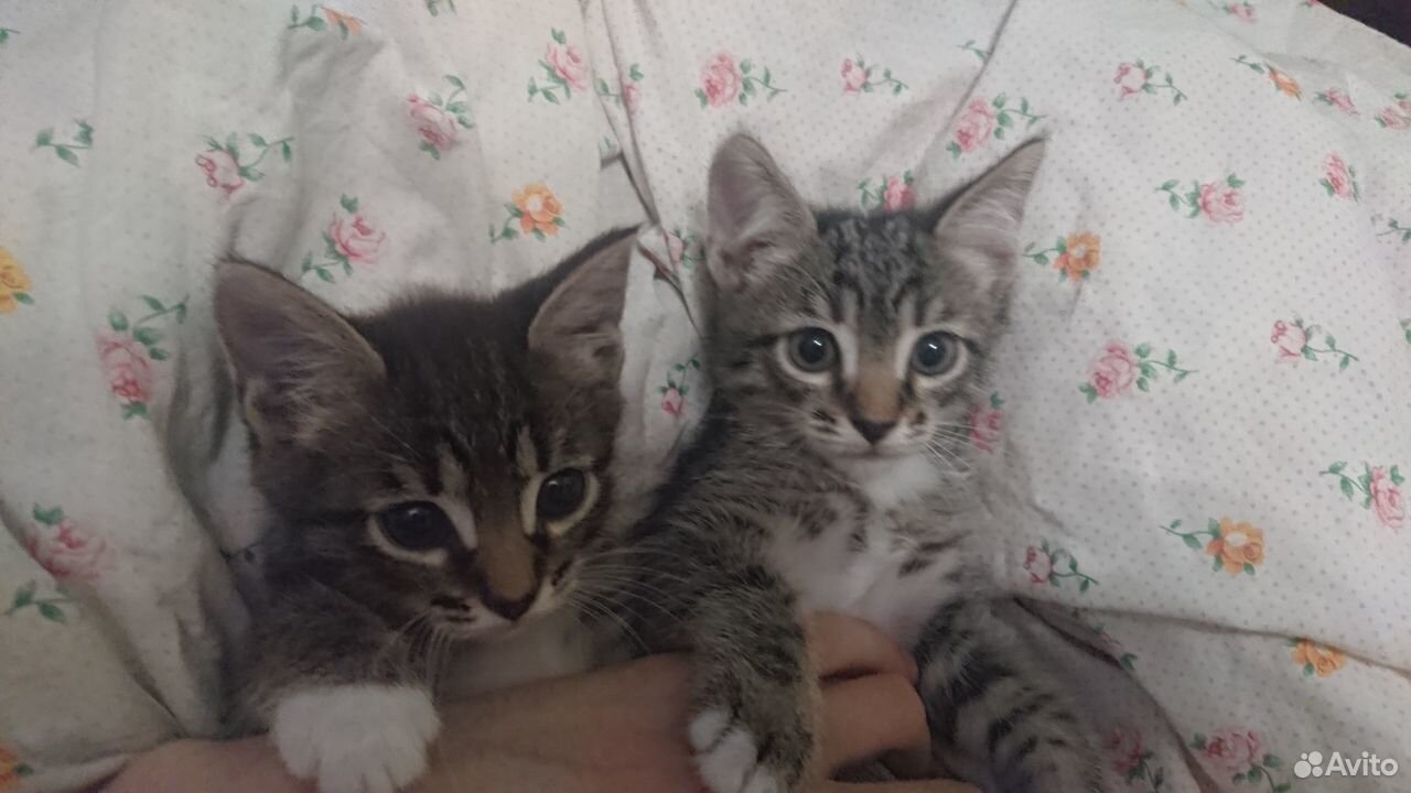 Отдам двух котят (парни) купить на Зозу.ру - фотография № 1