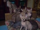 Петербургские кошки объявление продам