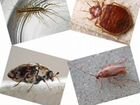 Уничтожение травля насекомых и грызунов. Гарантия объявление продам