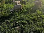 Продаю овец, ягнят объявление продам