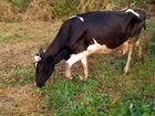Корову с телёнком объявление продам