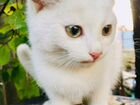 Котятки сибирской ангорки объявление продам