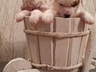 Малыши китайской хохлатой собаки объявление продам