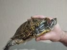 Черепахи красноухие) объявление продам
