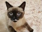 Кошка сиамская объявление продам